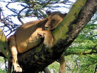 実はライオンも木登りをする　その理由は、いろいろ事情あり