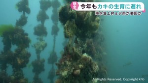 宮城県産のカキ　７年連続で出荷が遅れる見通し　海水温上昇に加え海の栄養分が不足か