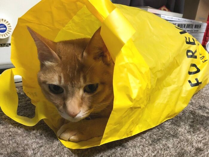 ミュウは生きられるかわからなかったため、（幼かった息子のことを考え）保護時の写真を残してないという。「よく育ってくれた！」（辻さん提供）