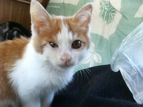 野良の子猫、梵天丸がわが家に　猫用ミルク勢いよく飲み干す