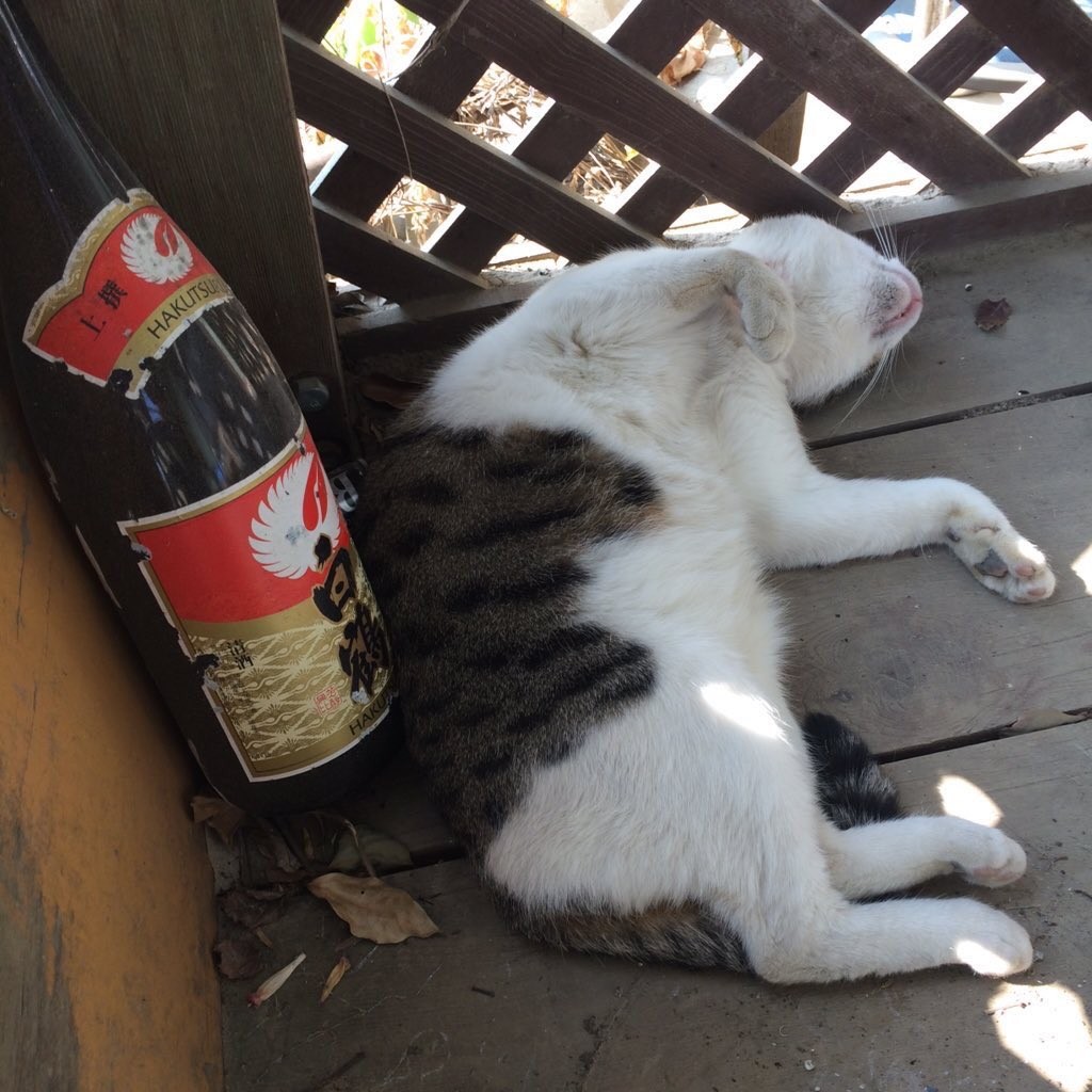 猫さんの可愛い写真を撮ったつもりが…真逆の決定的ショットに