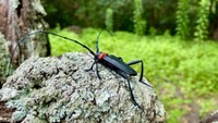 特定外来生物クビアカツヤカミキリ　香川県が農業生産現場に警戒を呼び掛け