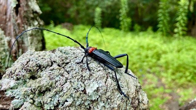 特定外来生物クビアカツヤカミキリ　香川県が農業生産現場に警戒を呼び掛け