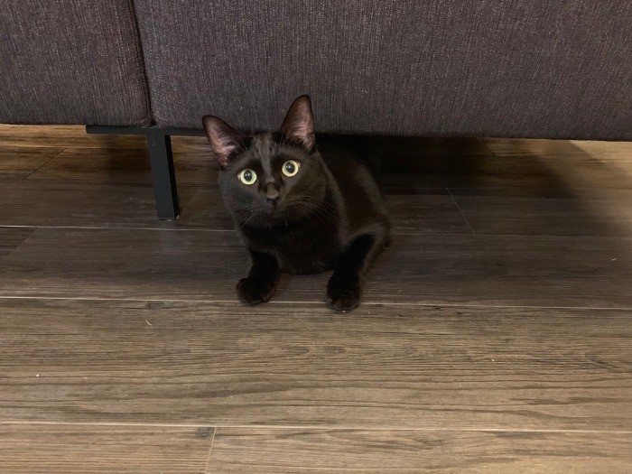 いたずらっ子の顔をしているフェスター