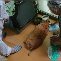 海老塚さんのお母さまの愛犬。1年半ほど前に死んだという（海老塚さん提供）