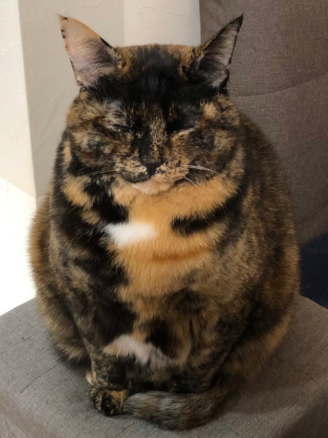 まるで仏のような佇まい（提供：きゅーちゃん成長日記さん）