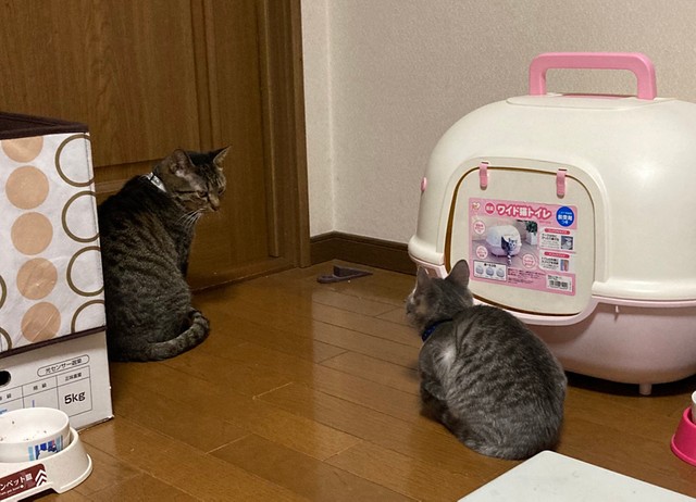 現在はマロンちゃんからの猛アタックで、チョコちゃんはちょっと迷惑ぎみ（提供：漆黒のきむこっぴさん）