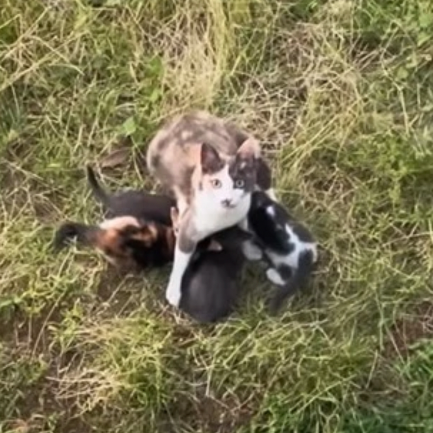 カラスからわが子を守る母猫…お外で子育てをする母猫の動画が話題（三吉さん提供、Instagramよりキャプチャ撮影）