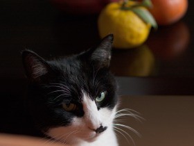 元気がない元野良猫「ぽんた」　小さく「なー」と鳴くだけ（17）