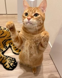 猫じゃらしで遊んでいたら立っていた