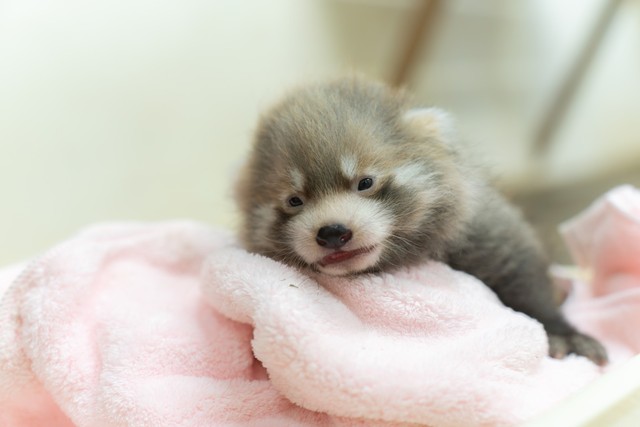 8月14日。少し模様が出てきたレッサーパンダ 画像提供：那須どうぶつ王国