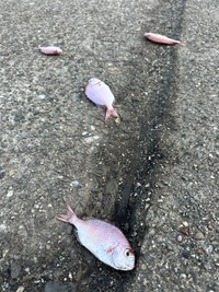 捨てるくらいなら海に戻せば…（けいさん提供）