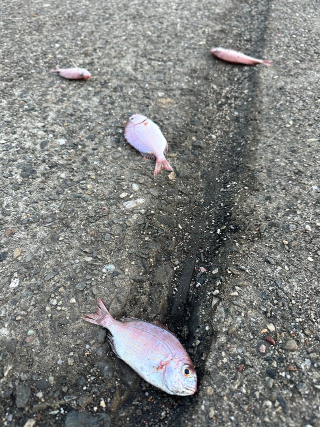 捨てるくらいなら海に戻せば…（けいさん提供）