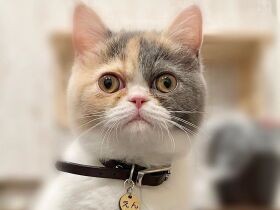 どこでも物怖じしない　エキゾチックショートヘアの「えん」