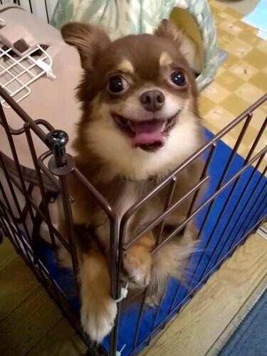 家にきたころの「モカ」