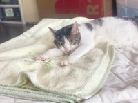 ずっきさんの可愛い猫ちゃん2（提供：ズッキさん）