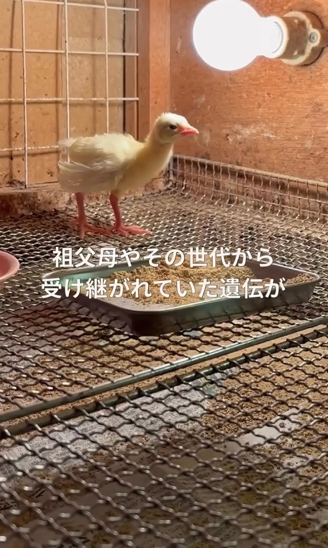 かつて飼育されていた白孔雀からの遺伝か／長崎県川棚町公式アカウント（@kawatana_official）提供