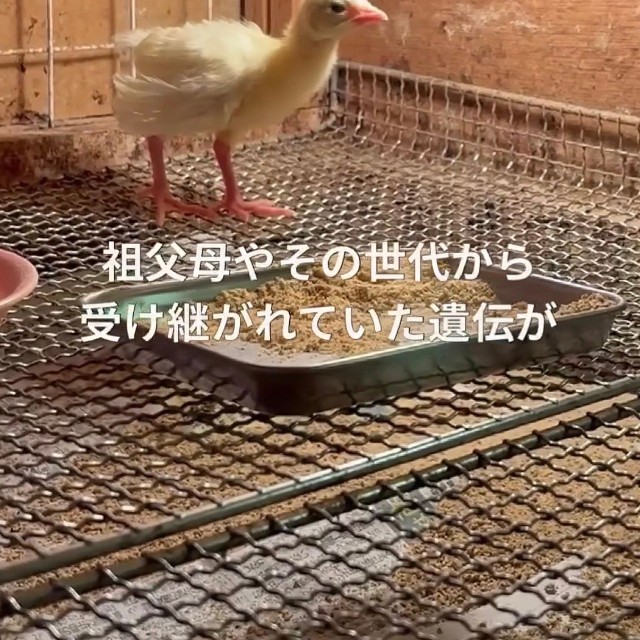 かつて飼育されていた白孔雀からの遺伝か／長崎県川棚町公式アカウント（@kawatana_official）提供