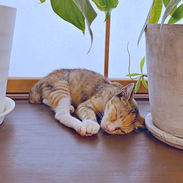 お迎え翌日、すやすや眠るさごしちゃん（画像提供：ネムノキさん）