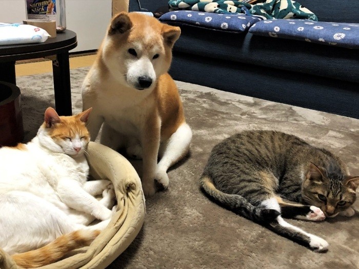 3匹でまったり（昌宏さん提供）