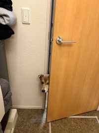 歯磨き中の飼い主さんを見守る、あさぎちゃん　（画像提供：あさぎさん）