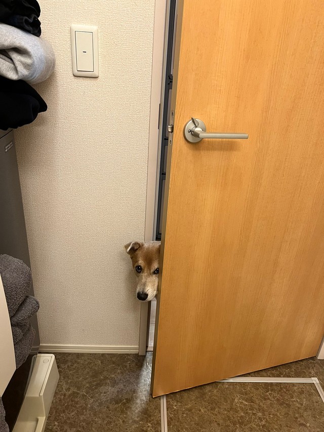 歯磨き中の飼い主さんを見守る、あさぎちゃん　（画像提供：あさぎさん）