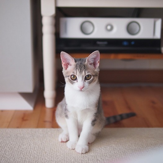 美しく成長したいちごちゃん