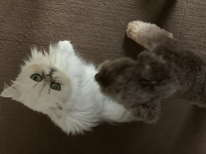 「このわんちゃんはだあれ」（早坂さん提供）