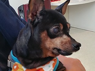 両目が見えなくなるかも？…よろけながら歩く愛犬に起きた変化