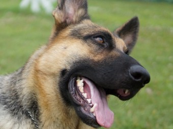 保護犬を「里守り犬」に育成　獣害対策に過疎地のプロジェクト