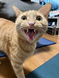 入居審査用NG集（1）のむぎくん（画像提供：むぎと人間さん）