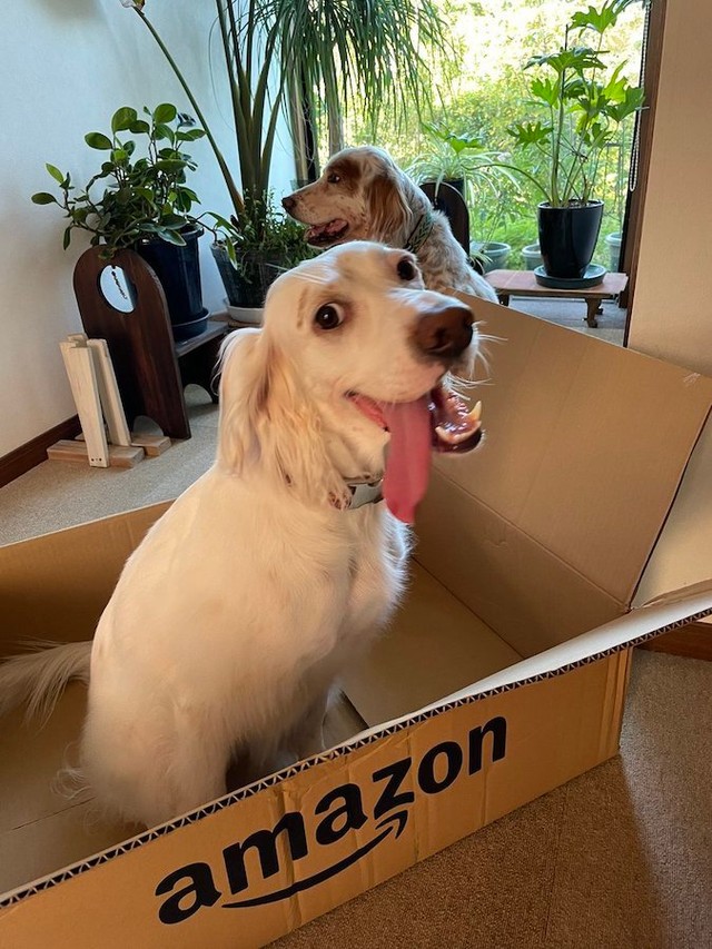 「かわいい」と呼ばれた時の反応が楽しかった麦ちゃん（手前）と、麦ちゃんの同居犬で同じくイングリッシュセッターの男の子、モネくん（奥）（画像提供：みのかさ さん @inekaratukutta）