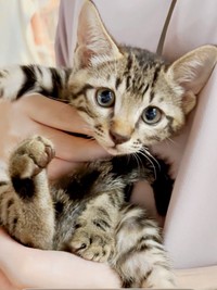 生後3カ月のひらりくん（画像提供：とららさん）