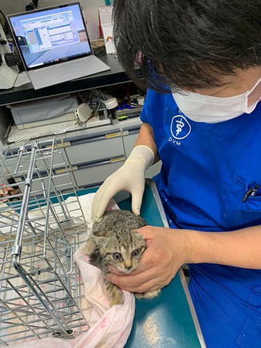 アリスさんの活動に協力している獣医さんのところで、保護後すぐにメディカルチェックを受ける子猫