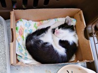 丸まって眠る小さなごましおくん（画像提供：アクロスキーたっきぃ#92さん）