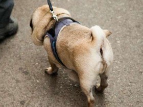 犬の排尿、１日何回が正常？　どうなると異常？