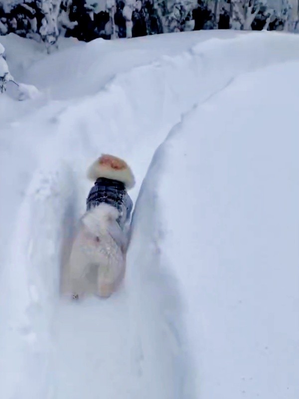 ためらうことなく走り始めるアポさん（画像提供：APO（ポメラニアン）さん）