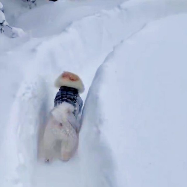 ためらうことなく走り始めるアポさん（画像提供：APO（ポメラニアン）さん）