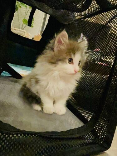 家にきたころの「マロン」