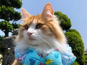 ホカホカの布団の上がお気に入り　ノルウェージャンの「美々」