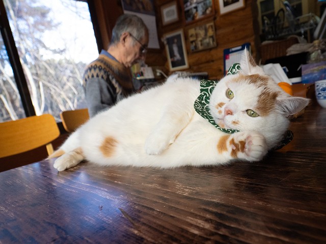 知らぬ間に愛猫が「アザラシ化」していて…（画像提供：MARCOさん）