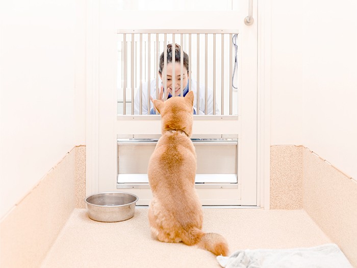 犬室をのぞき込む松島花さん