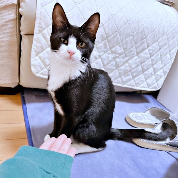 生後5カ月ころのめいちゃん（画像提供：奈神さん）