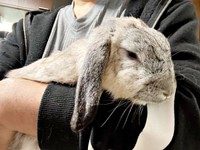 パパに抱っこされた瞬間…渋いお顔になる桃子丸ちゃん（画像提供：ちくわMark2さん）