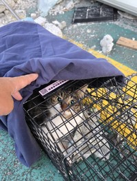 熊本地震で倒壊したビルの中から無事に救出されたシーソーくん（写真提供＝V-CATS JAPAN。以下同）
