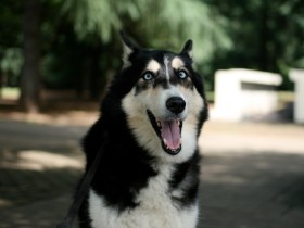 “人間関係”なんて狭い世界　犬がいるだけで心が落ち着き、規則正しくなる