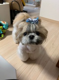 目力で語りかけるこじろうくん（提供：こじろうのかいぬしさん）