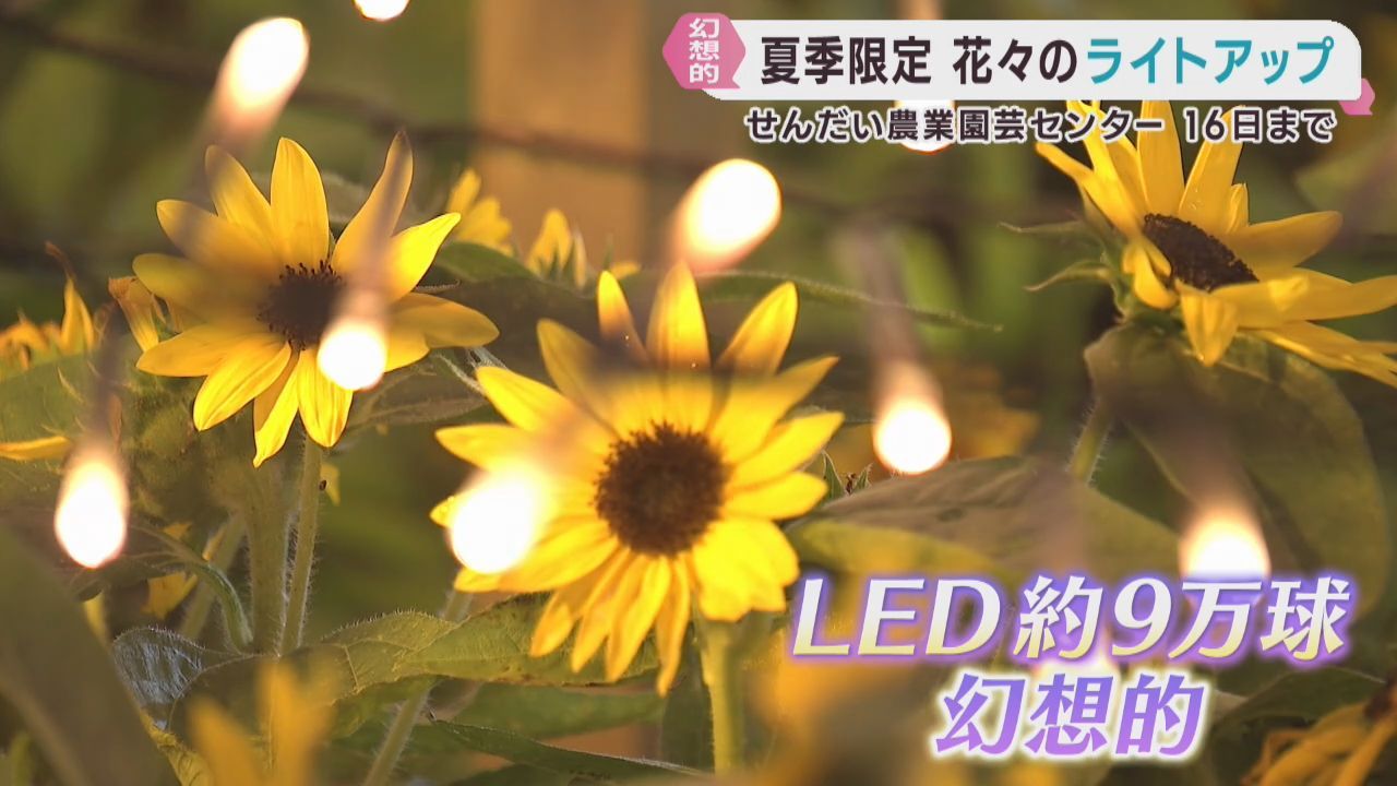 ヒマワリなど９万球の光で彩る　「サマーイルミネーション」仙台農業園芸センター