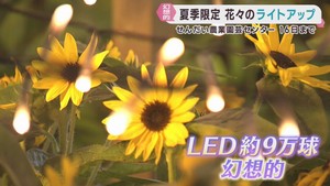 ヒマワリなど９万球の光で彩る　「サマーイルミネーション」仙台農業園芸センター
