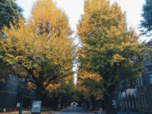 共学で自分の限界を作った私は東大を目指そうと考えたことが一度もない